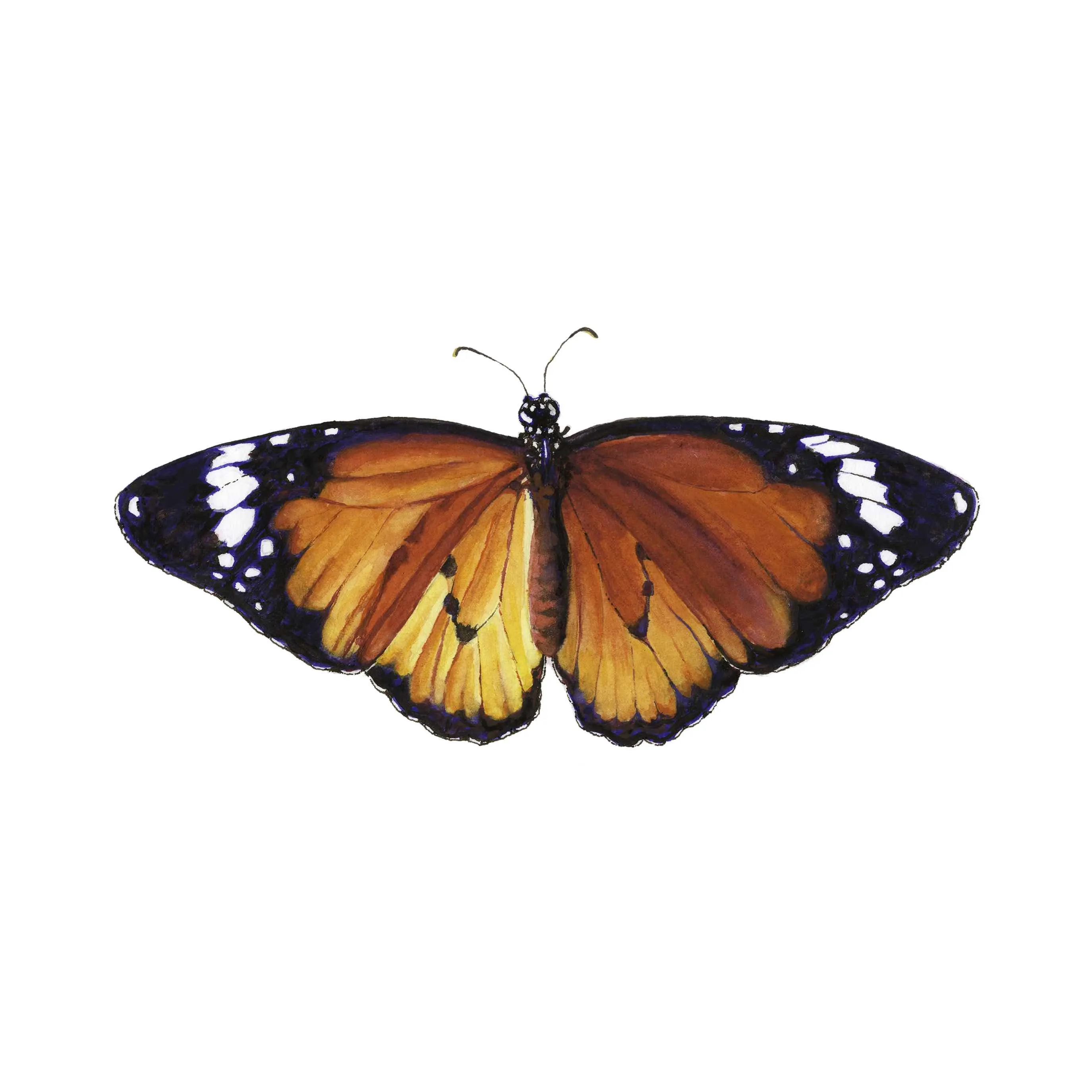 African Monarch-Limited Edition Print