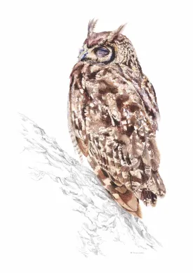 African Spotted Eagle Owl-Limited Edition Art Print-A4