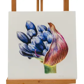 Agapanthus Limited Edition Art Print