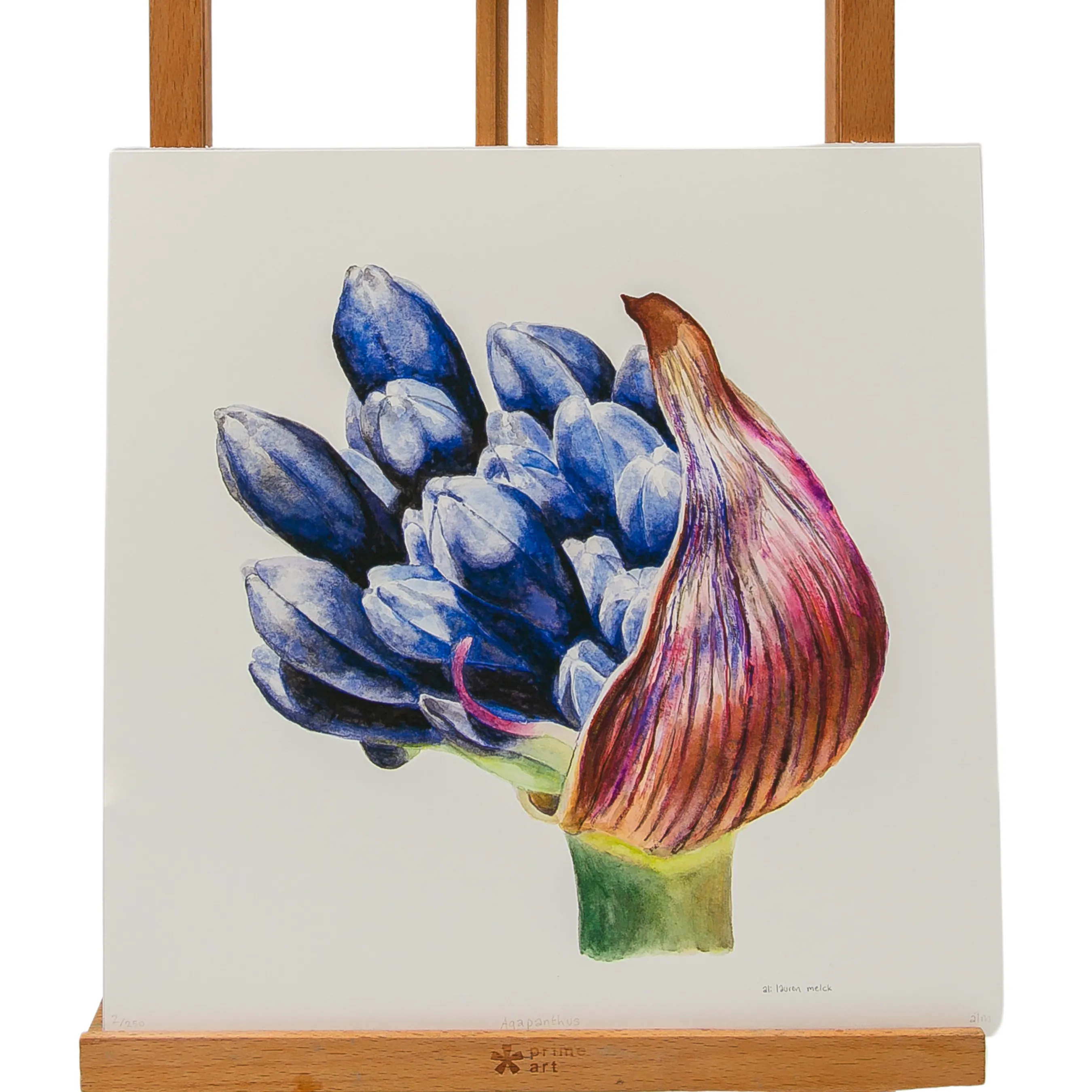 Agapanthus Limited Edition Art Print