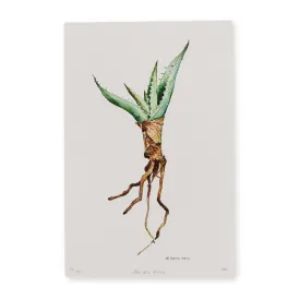 Aloe alla Prima-Limited Edition Print