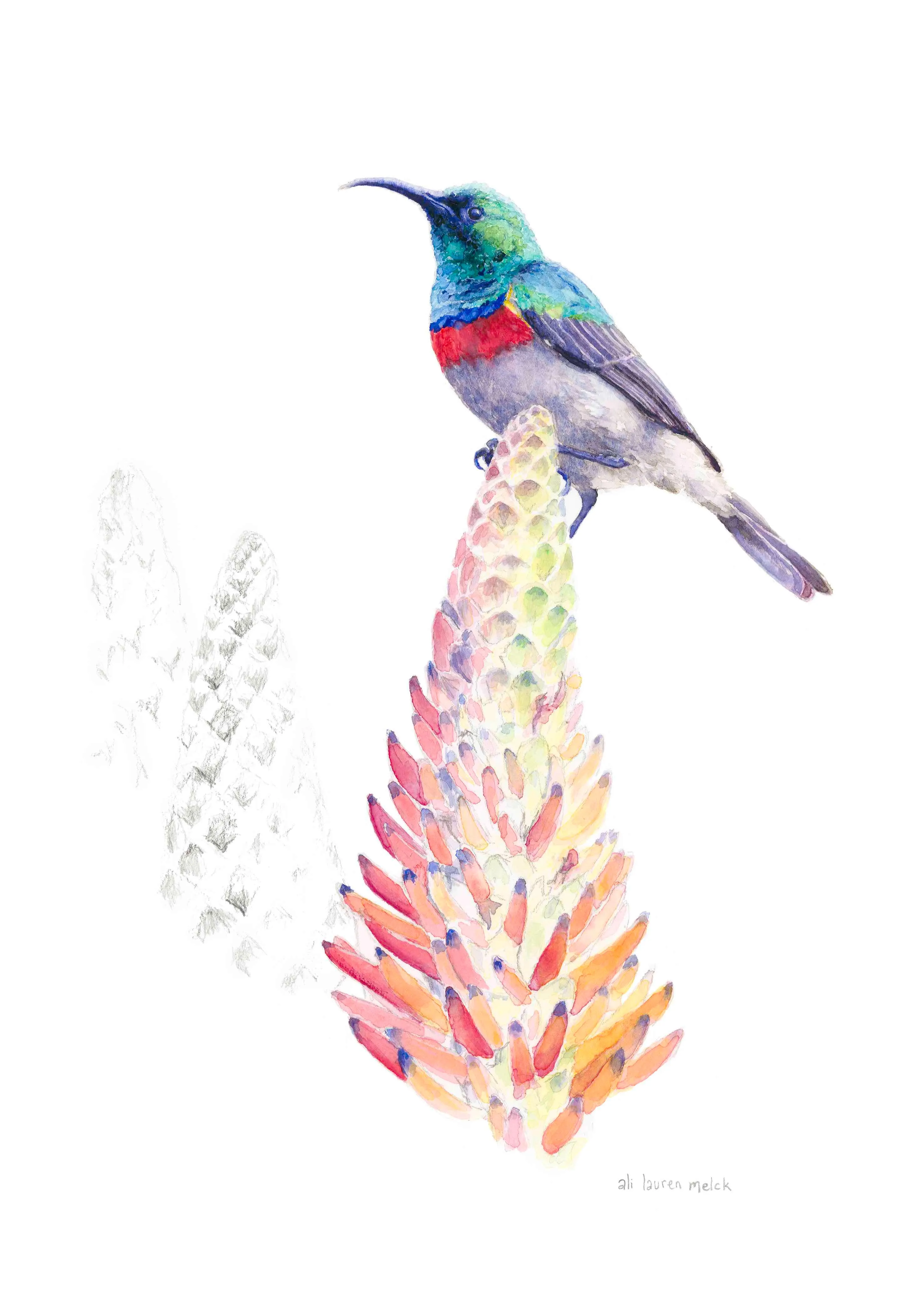 Double-Collared-Aloe Arborescens-A4 Print - Limited Edition