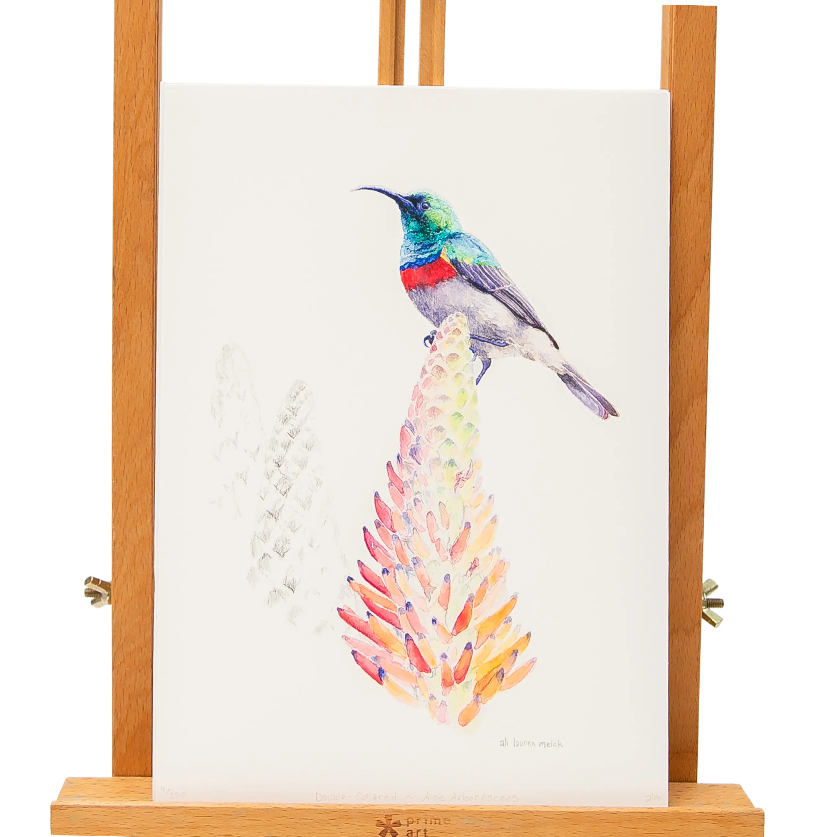 Double-Collared-Aloe Arborescens-A4 Print - Limited Edition