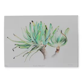 Fan Aloe, Babylonstoren (L)-A3-Limited Edition