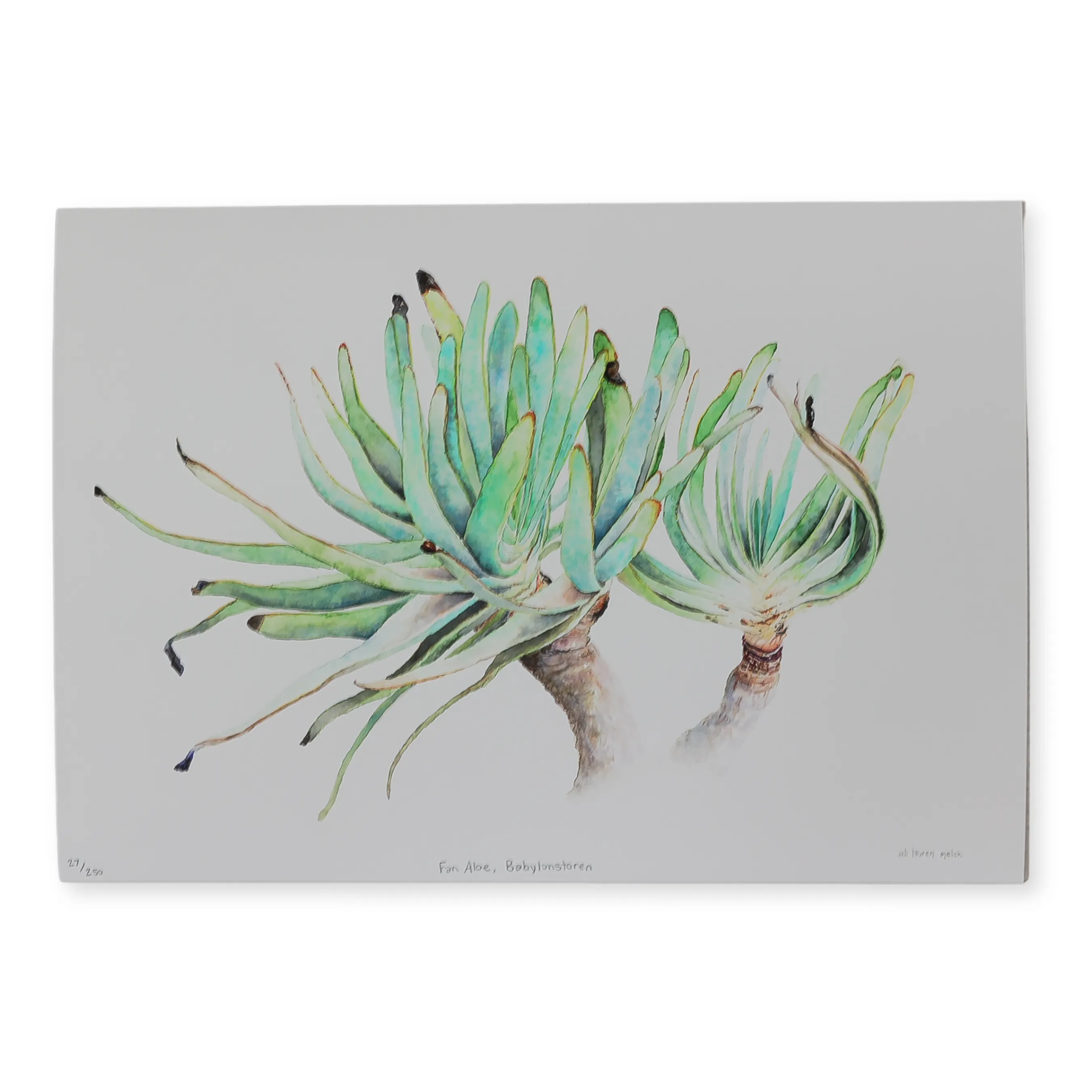 Fan Aloe, Babylonstoren (L)-A3-Limited Edition