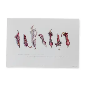 Hibiscus Dresses-24X35.5 -Limited Edition Art