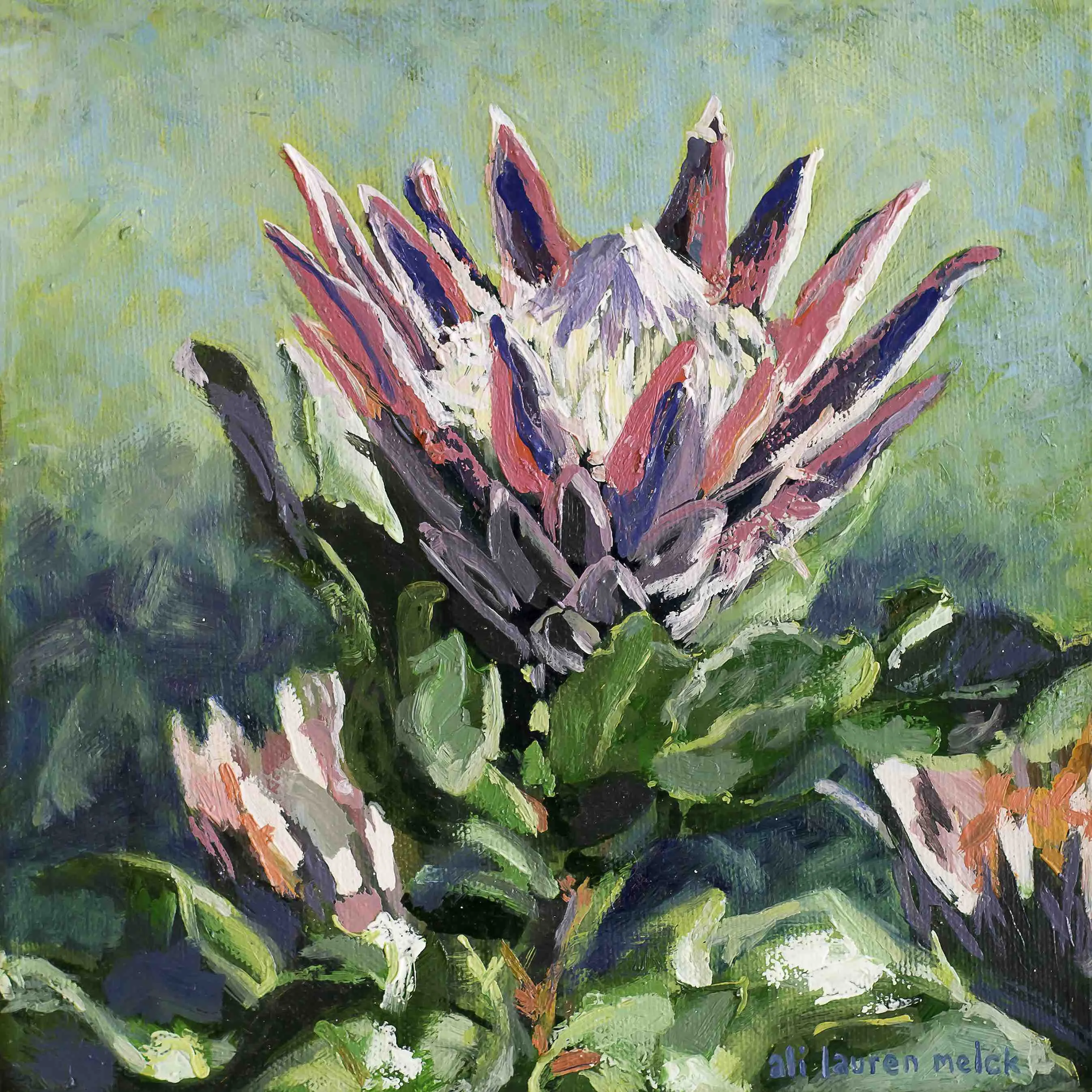 Honeypot Protea-Limited Edition