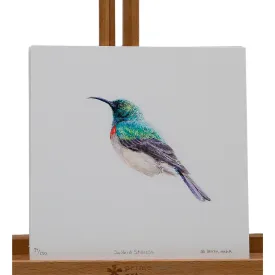 Sunbird Stillness-15X15cm- Limited Edition Print