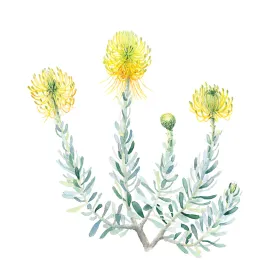 Yellow Rocket Pincushion-20X20cm- Limited Edition Print